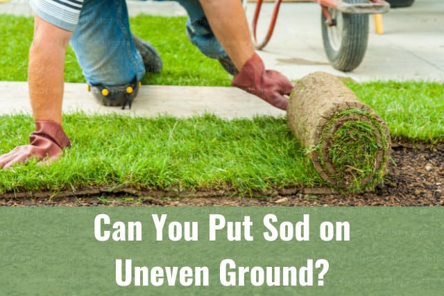 Man putting Sod on the ground